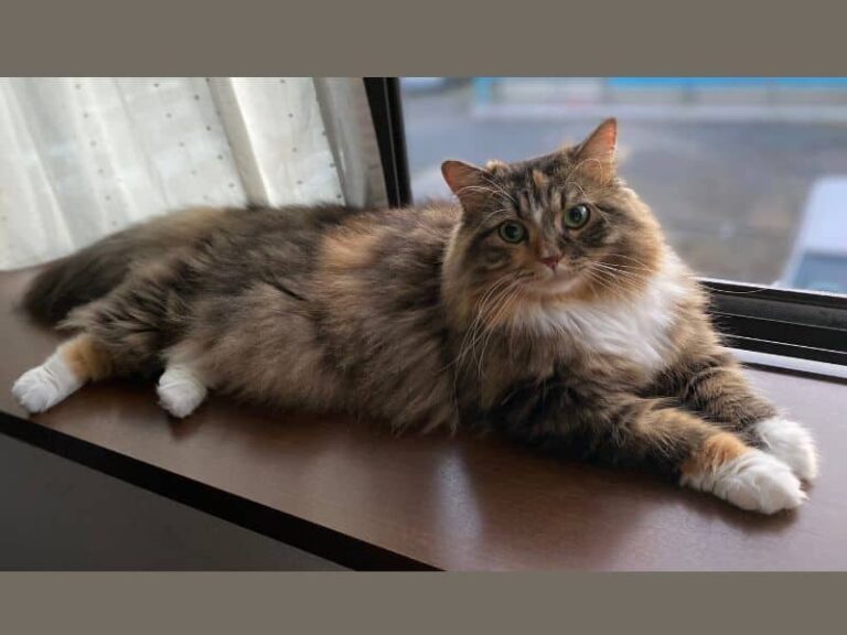 猫の座り方とリラックス度。香箱座り・スフィンクス座り画像で解説。 | 猫と暮らすおうち時間