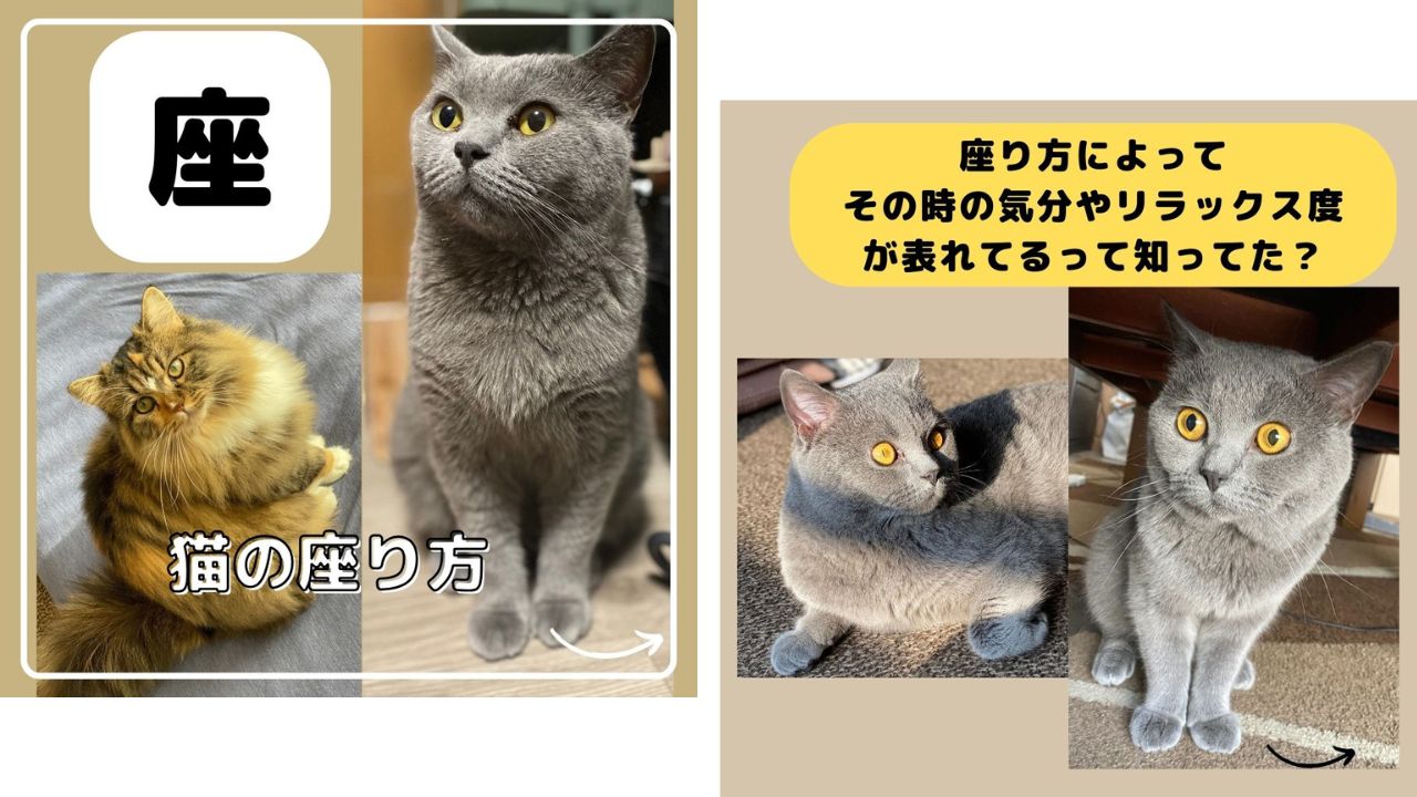 猫の座り方についての画像。座り方で、その時の気分やリラックス度がわかる画像。