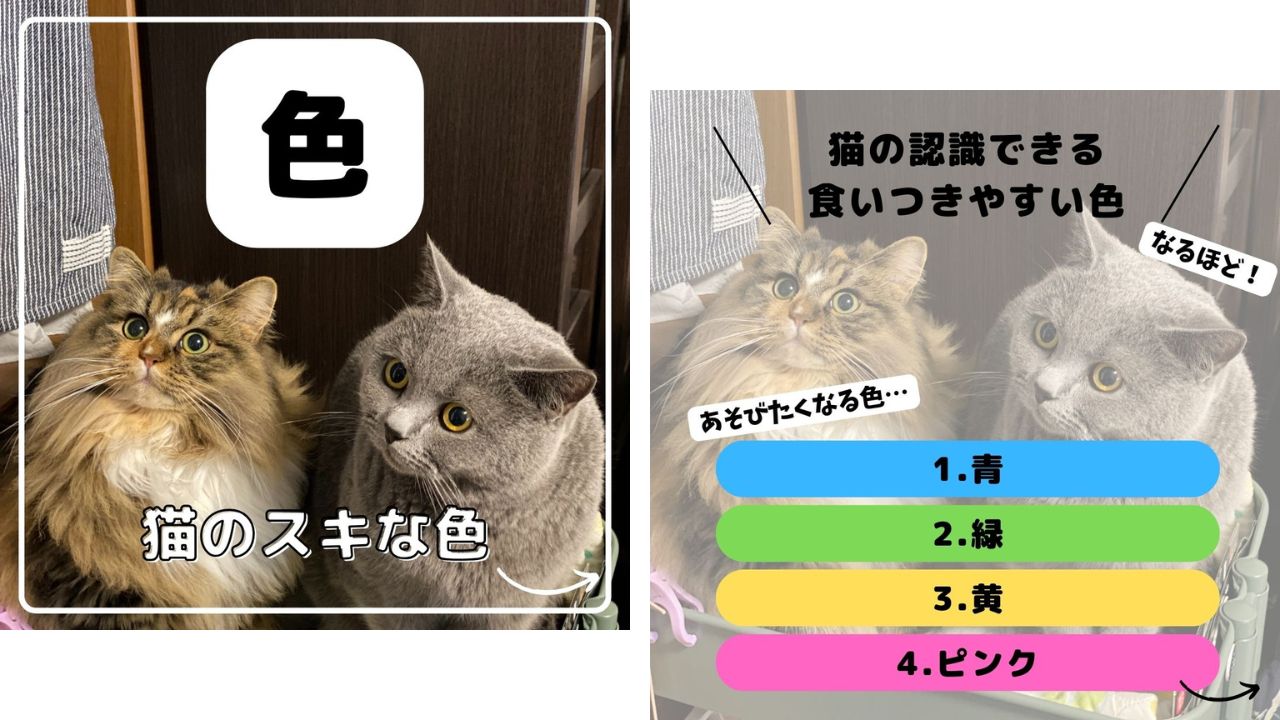猫が食い付く色、4色の画像。青・緑・黄色・ピンク。