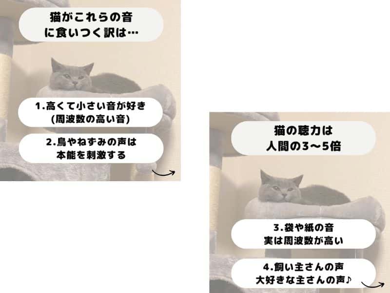 猫の好きな音四つについての詳細