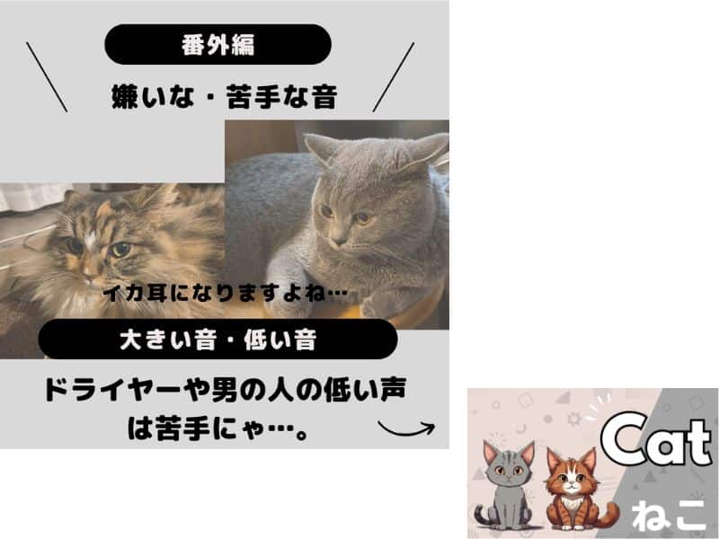 猫が嫌いな音についての画像
