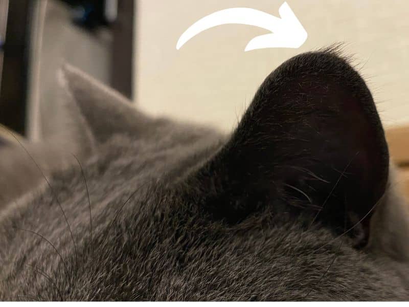 猫の耳の先に生えている房毛の画像