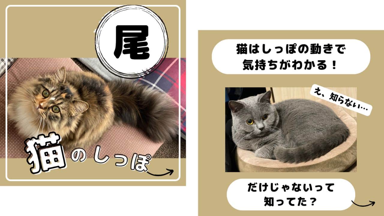 猫のしっぽのヒミツについてのクイズ画像