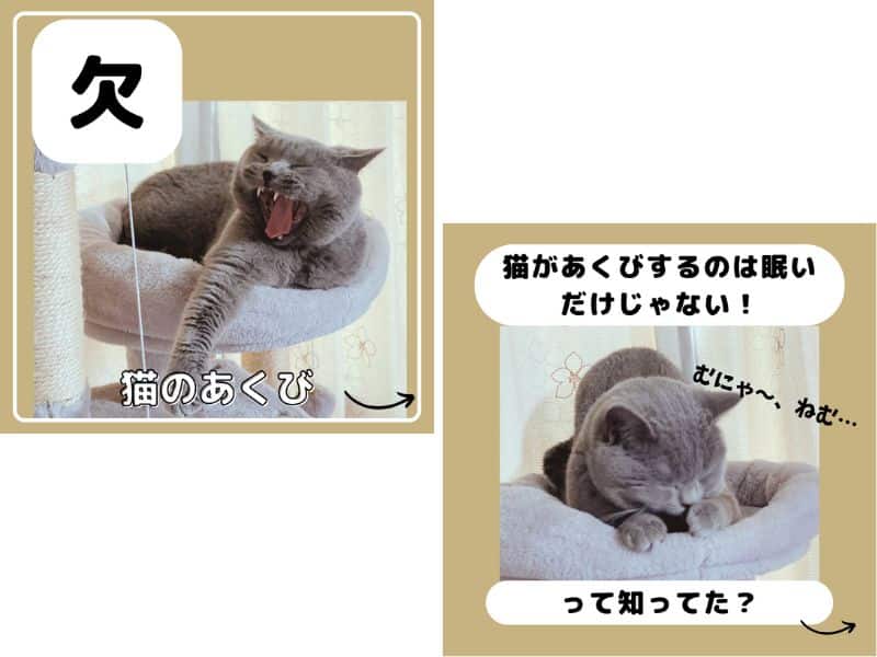 猫はあくびをするのは眠い時だけじゃないって知っていた?の画像