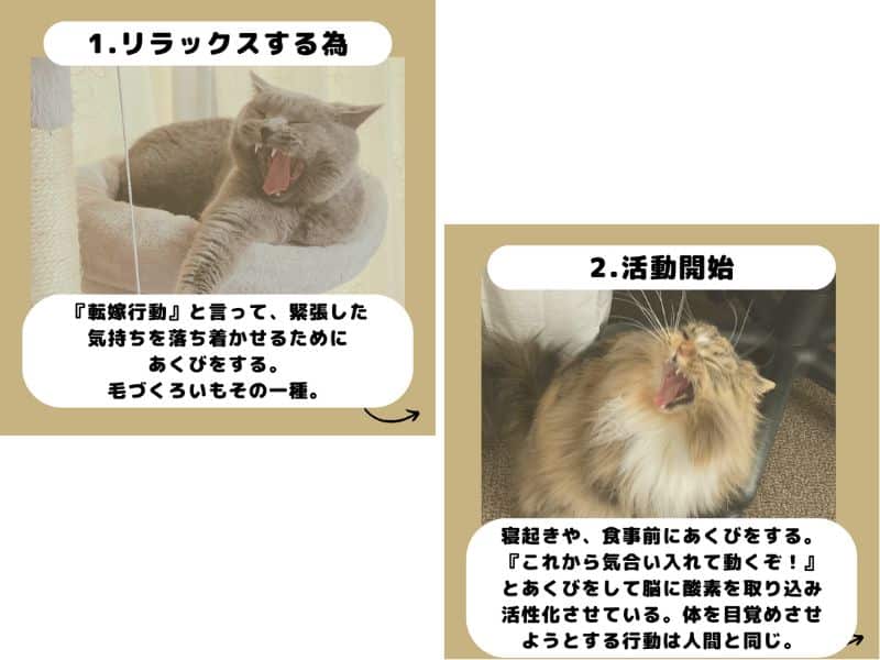 猫は1、リラックスするためにあくびをする2、活動開始の合図 の画像