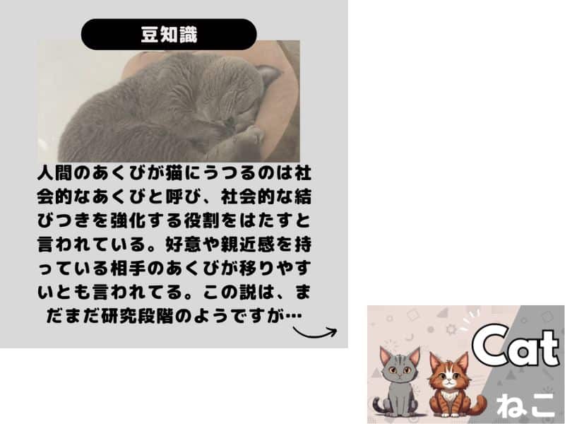 猫のあくびの豆知識 あくびが移るのは社会的なあくびというの画像
