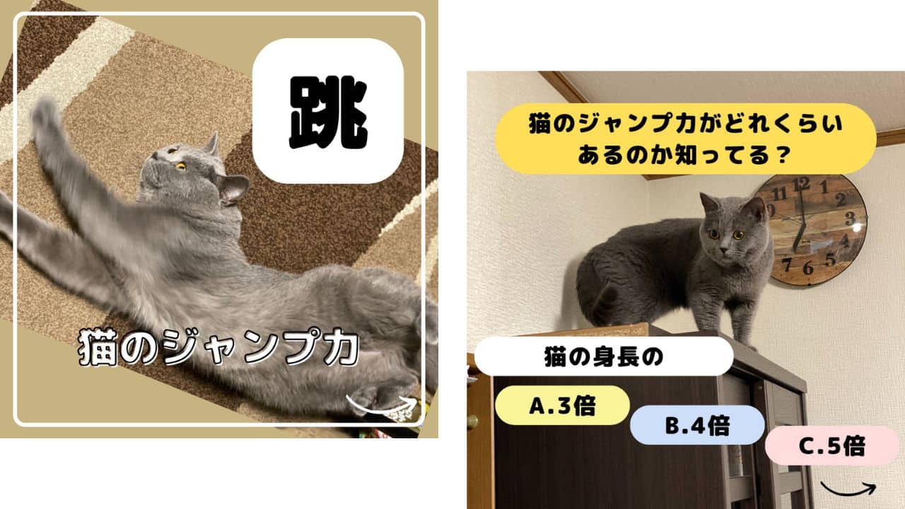 猫のジャンプ力についての画像。クイズ、猫は身長の三倍・四倍・五倍、どの高さまでジャンプして跳べるでしょう？