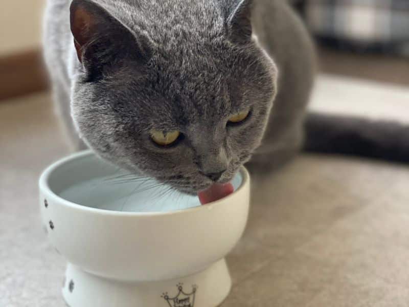ムンが陶器の水飲み容器から水を飲んでいる写真