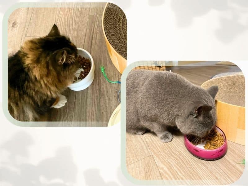 我が家の猫、ムンとメルがごはんを食べている画像