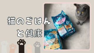 猫のごはんと健康