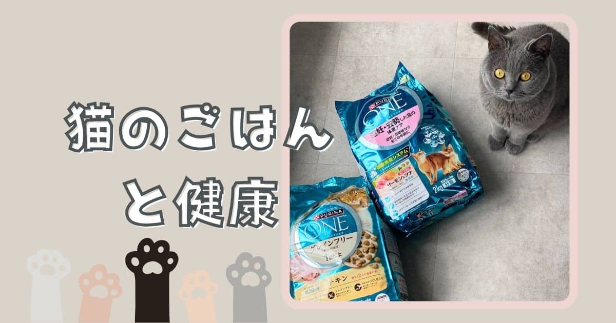 猫のごはんと健康