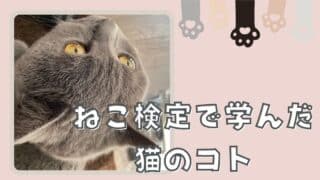 ねこ検定で学んだ猫のコト