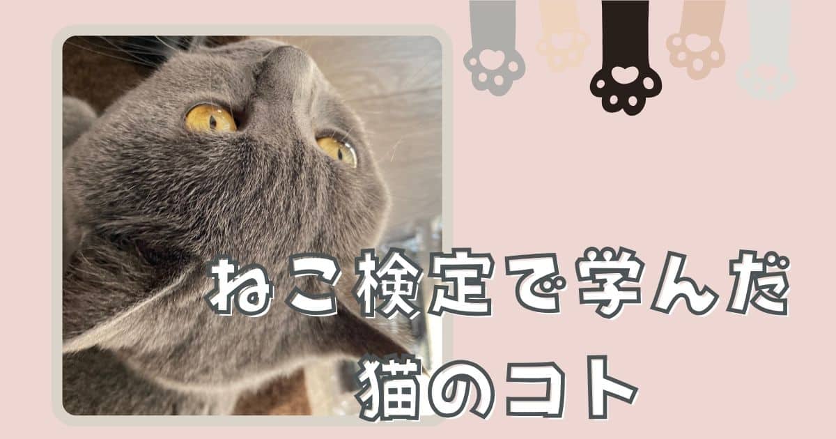 ねこ検定で学んだ猫のコト