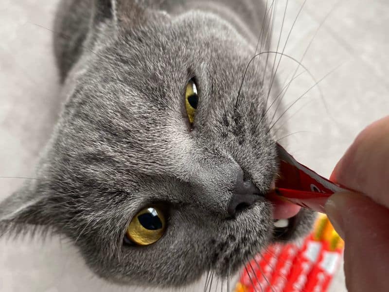 ムンがちゅ〜るを必死に食べている様子