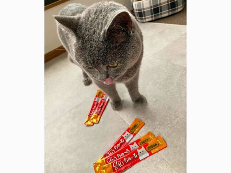 ちゅ〜るをおいしそうに眺める猫（ムン）の画像。