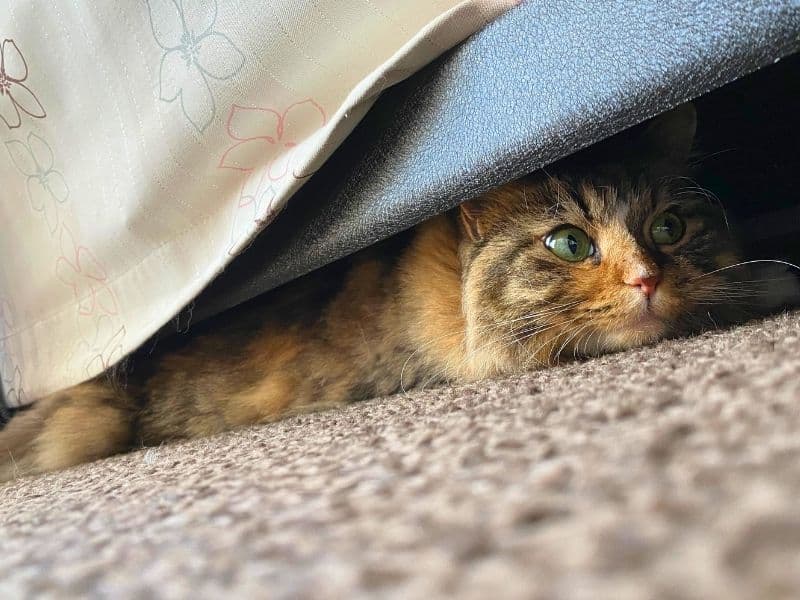 在庫棚の下に隠れるメル