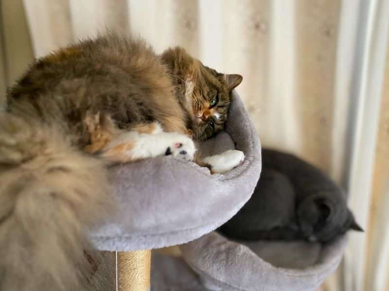 ムンとメルがキャットタワーでくつろぐ写真