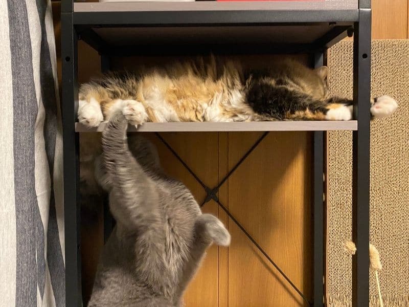 狭い場所で寝てるメルを邪魔しているムンの写真