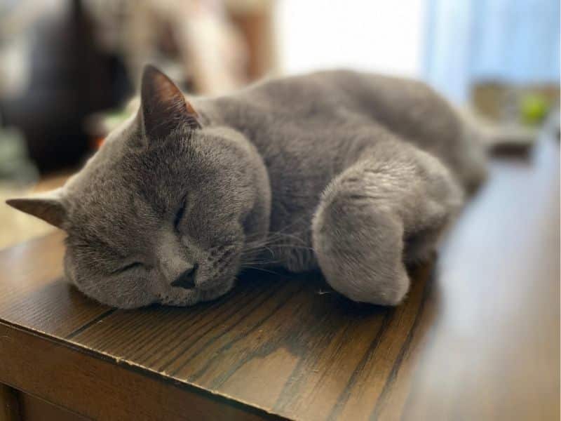 こたつテーブルの上でどーーんと寝ているムン