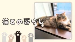 猫との暮らし