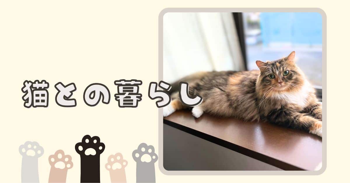 猫との暮らし