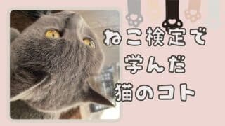 ねこ検定で学んだ猫のコト