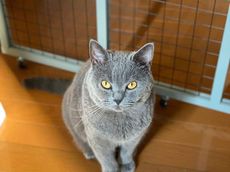 ムンが脱走防止柵を開けて座っている様子の画像