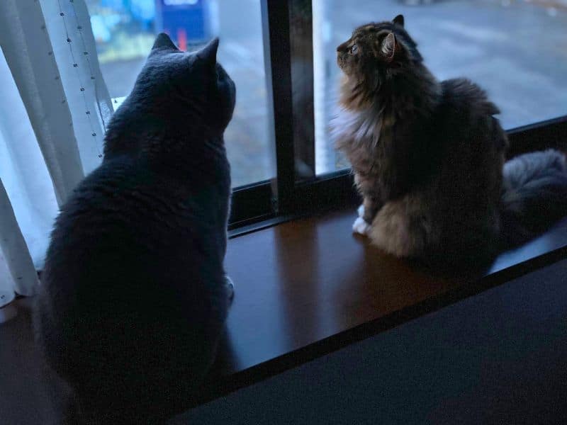 2匹の猫ムンとメルが窓から外を眺めている様子の画像