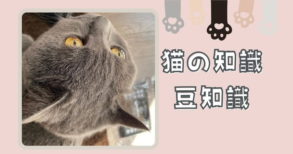 猫の知識・豆知識