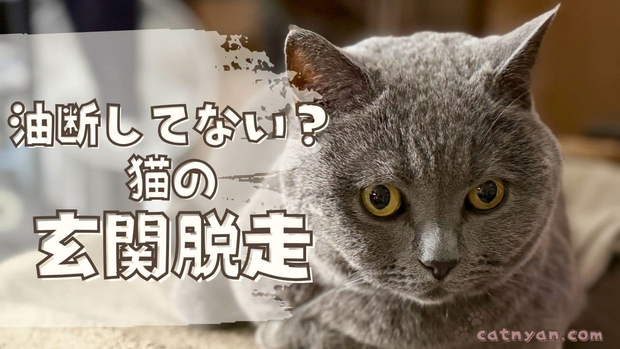 玄関脱走、油断してない？のアイキャッチ