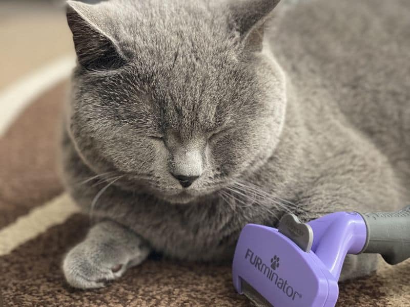 ブリティッシュショートヘアとファーミネーター