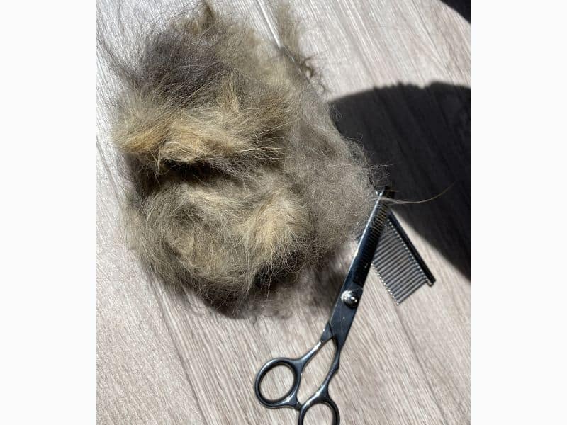 換毛期の猫の抜け毛の量