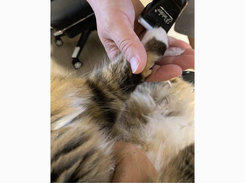 長毛猫の毛玉にペットバリカンを使う様子