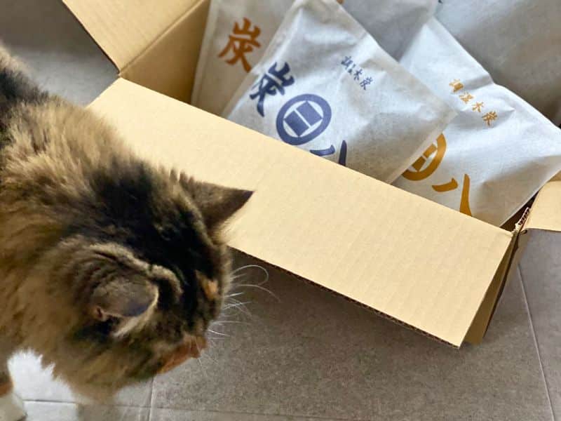 梅雨の猫との暮らし 湿気対策のイメージ