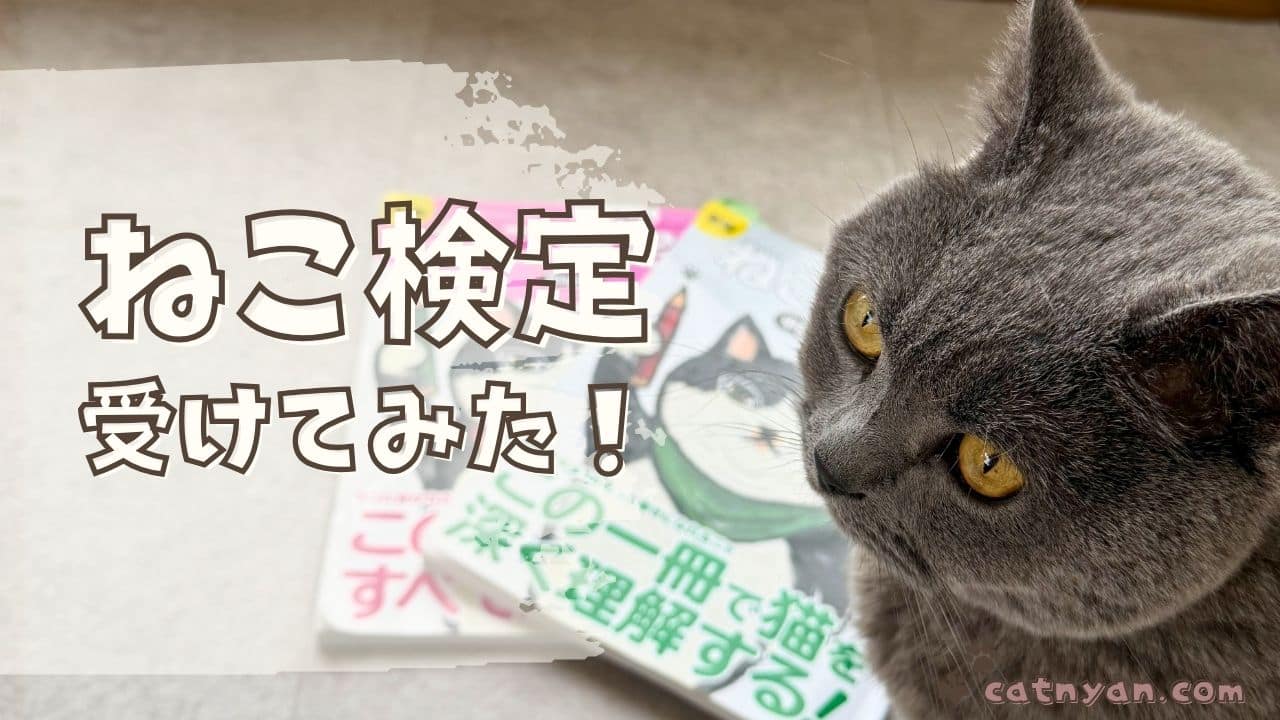 ねこ検定のテキストが写っている写真