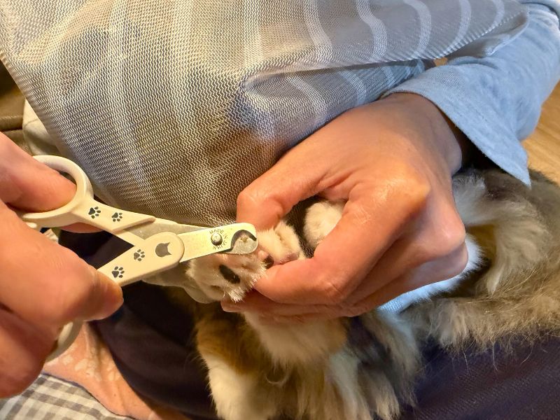 股の間に固定されながら爪切りされる猫