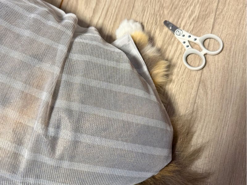 膝の上で落ち着いて爪切りをされている猫
