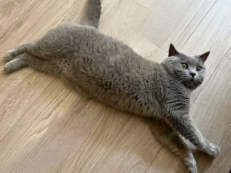 お腹がぽよぽよのムン