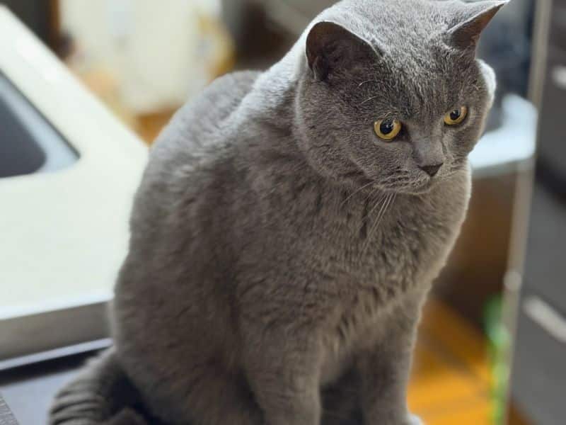 キッチンでご飯を待ちながらこちらを見つめる猫