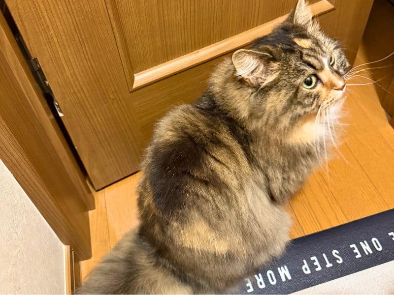 トイレまでついてくる猫