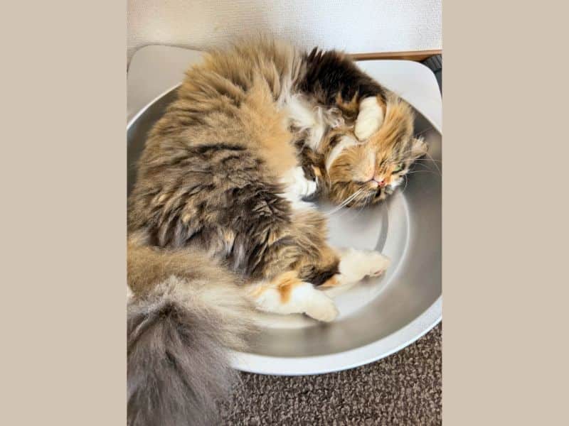 アルミのねこ鍋で涼む長毛猫のメル