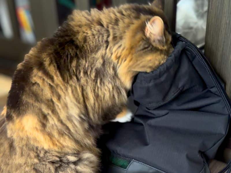 リュックのにおいをクンクン嗅ぐ長毛猫のメル