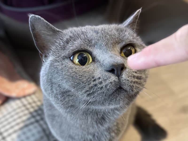 ちびごんの指のにおいを嗅ぐ猫のムン