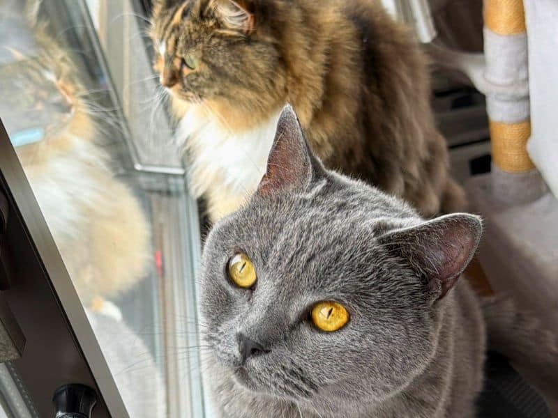窓の外の虫を見つけて見つめる猫