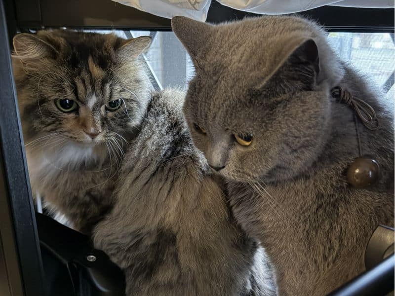 窓の外を見張る猫のムンとメル