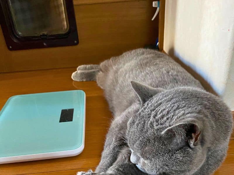 洗面所で涼むブリティッシュショートヘアのムン