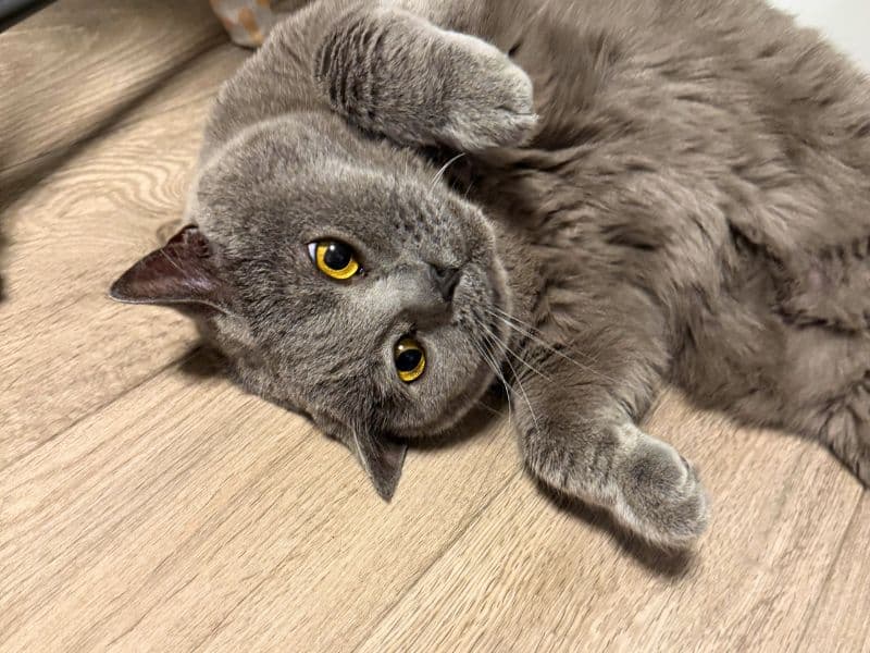 ゴロンと撫でてもいいよのポーズをする猫のムン