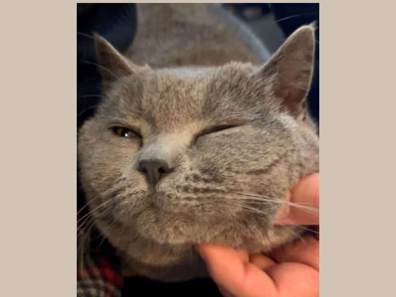 顎下を撫でられてうっとりする猫のムン