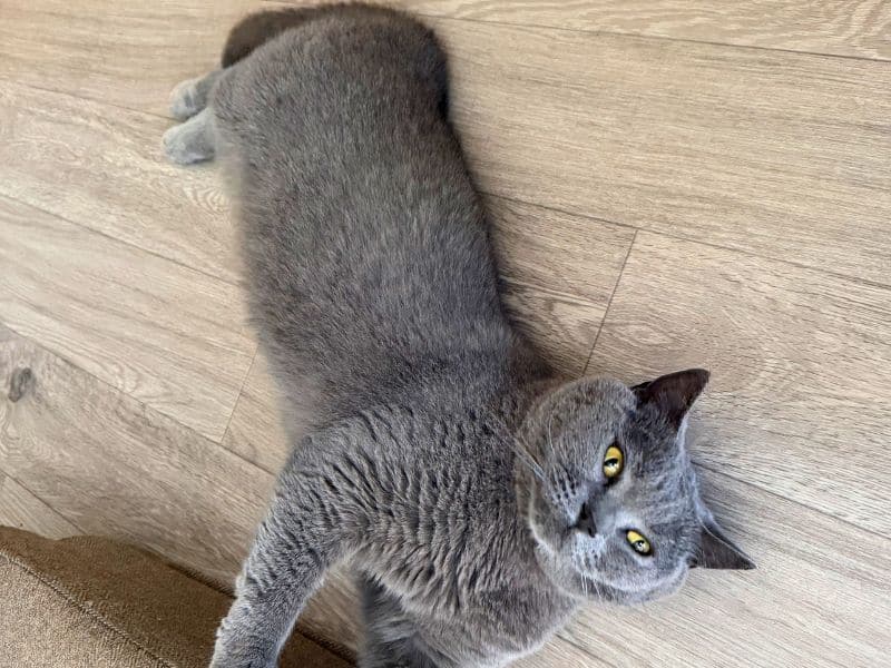 お腹を見せて思わず触りたくなる格好をする猫のムン