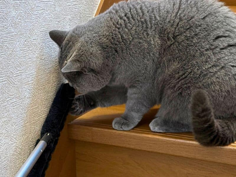 トレループの床・階段用ワイパーに猫じゃらしのようにじゃれつく猫のムン